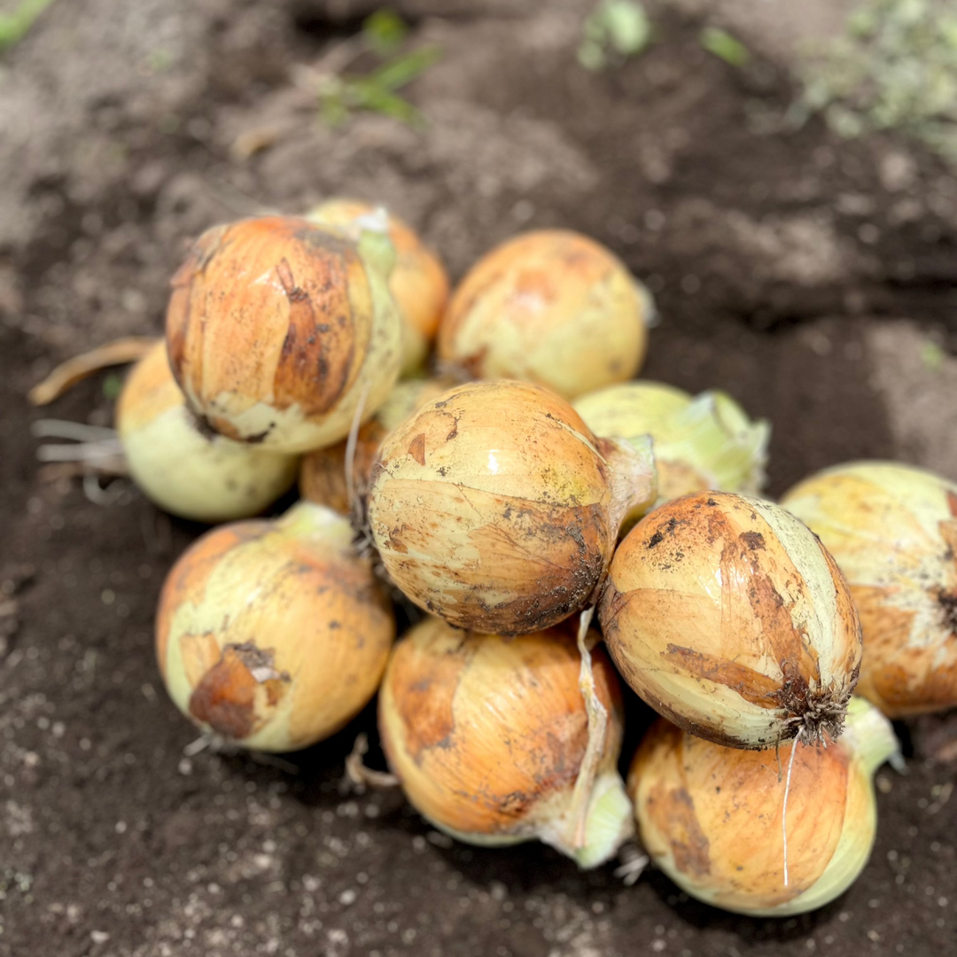 Jumonji Onion (1kg)