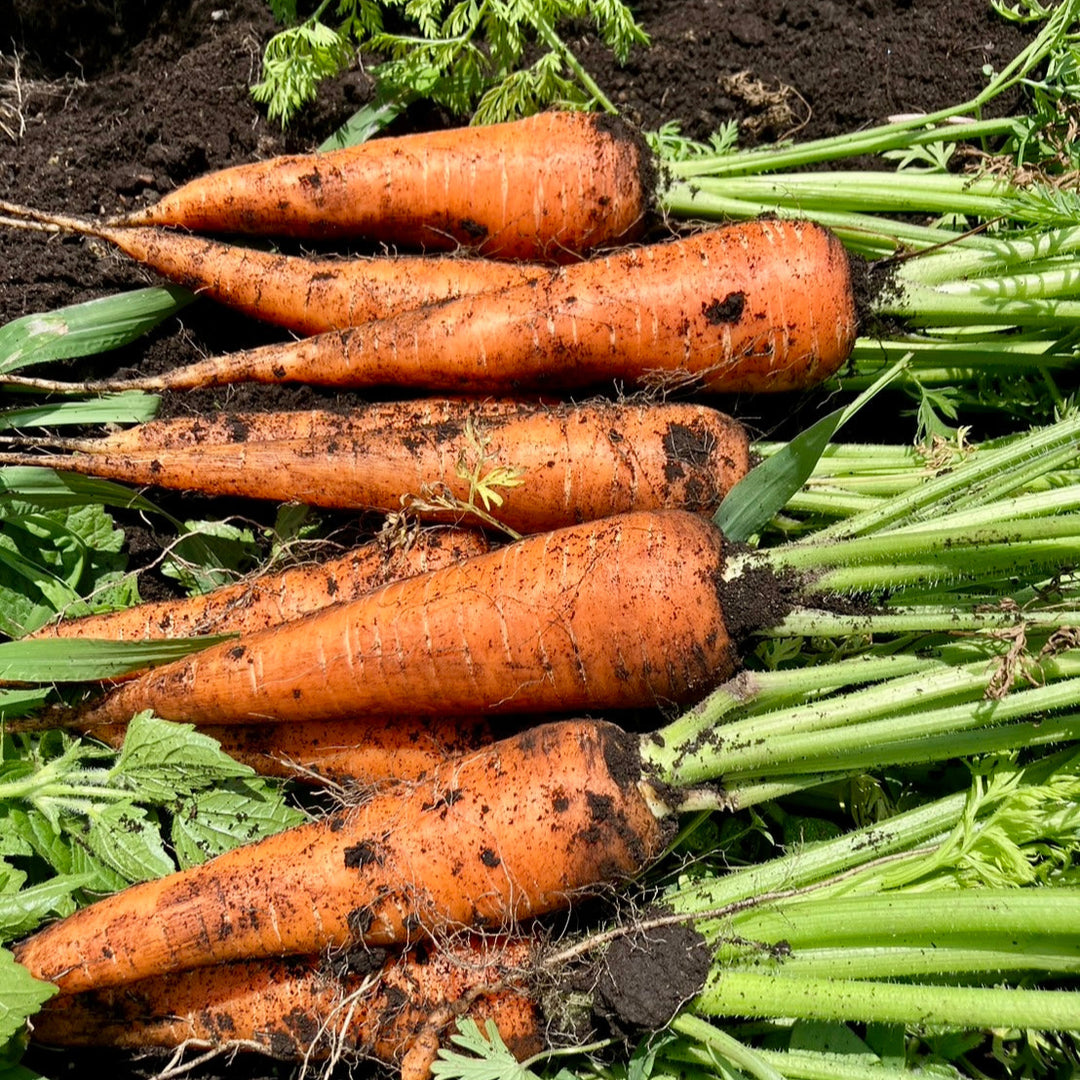 Carrot with Leaves (1kg)
