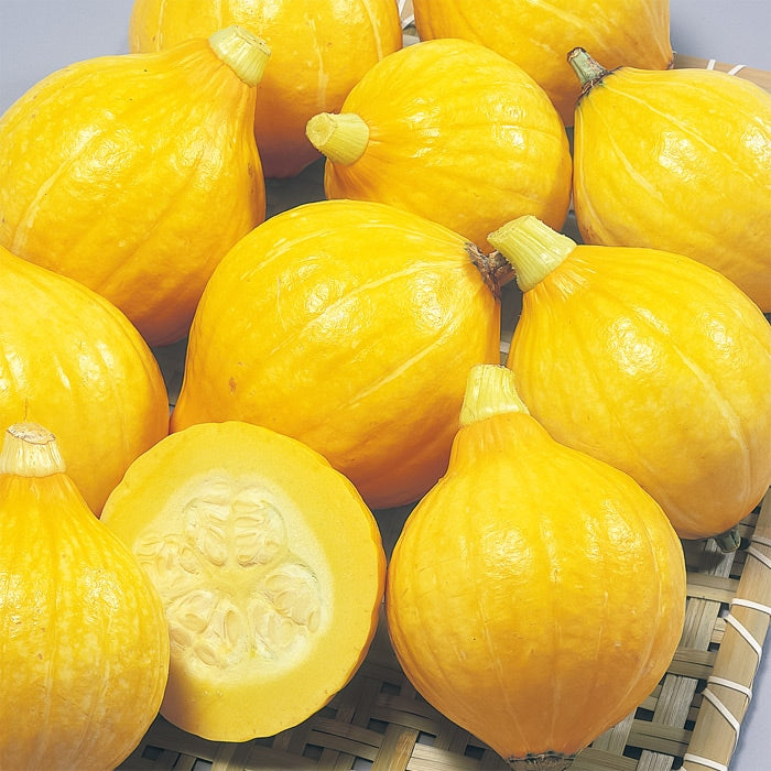 Colinky Squash コリンキー