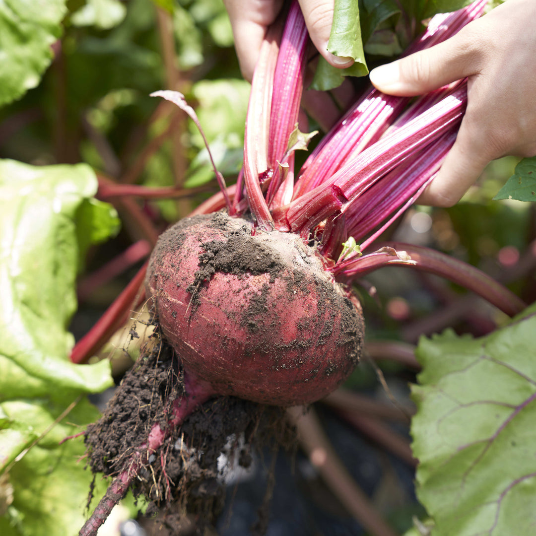 Freshly Harvested Beets with Greens