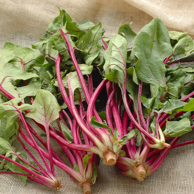 Red-Stem Salad Spinach 赤軸サラダほうれん草 (1pack)