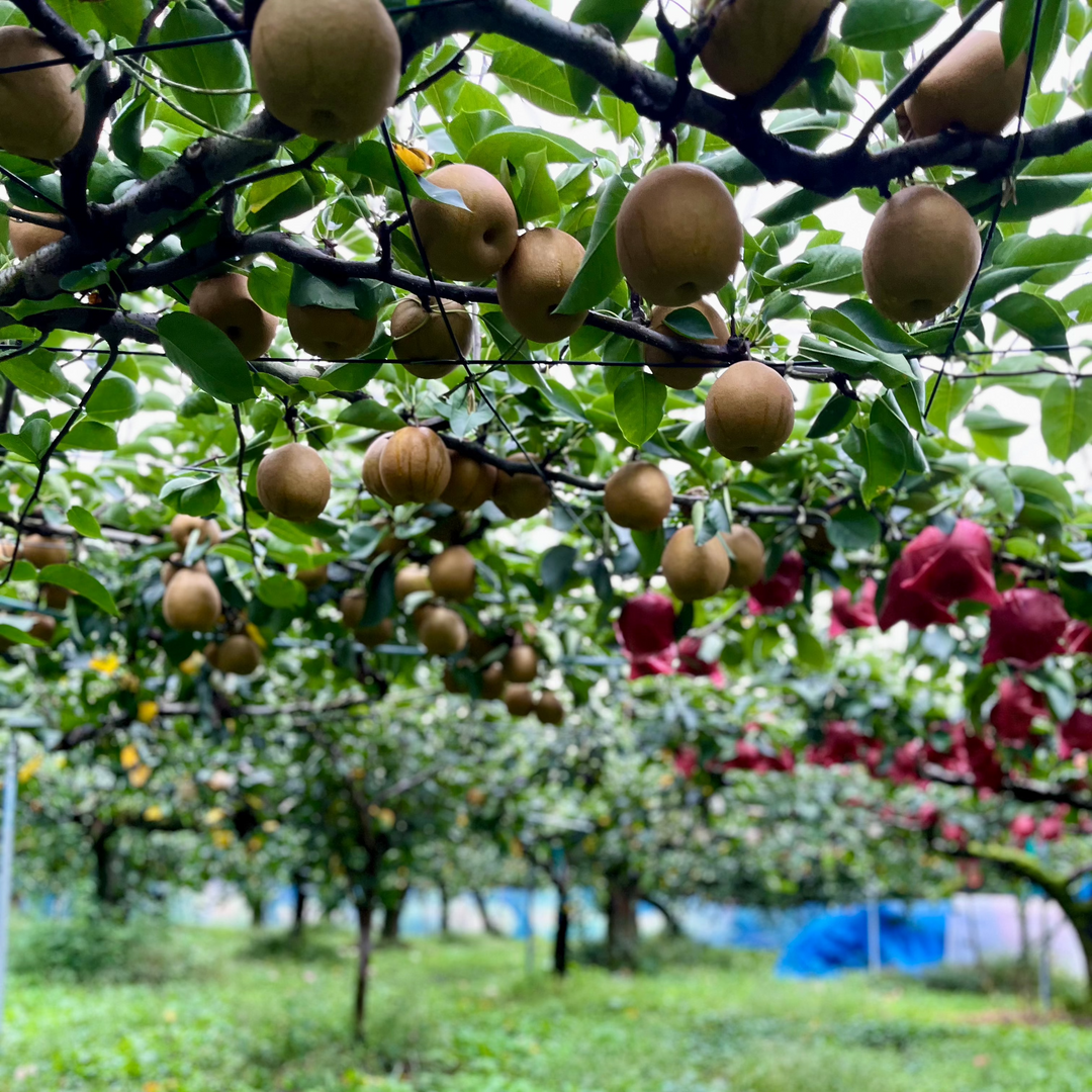 Seasonal Jumbo Pear from Shigeru Farm