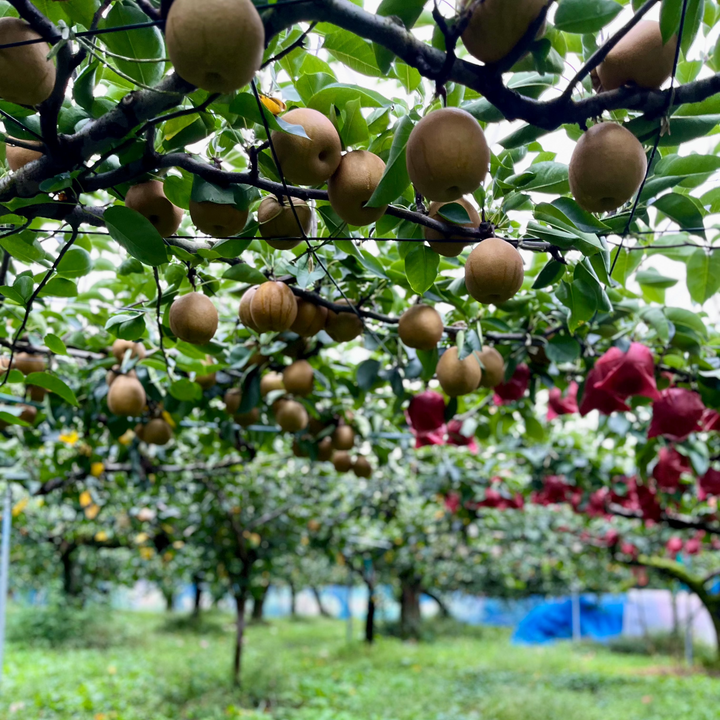 Seasonal Jumbo Pear from Shigeru Farm