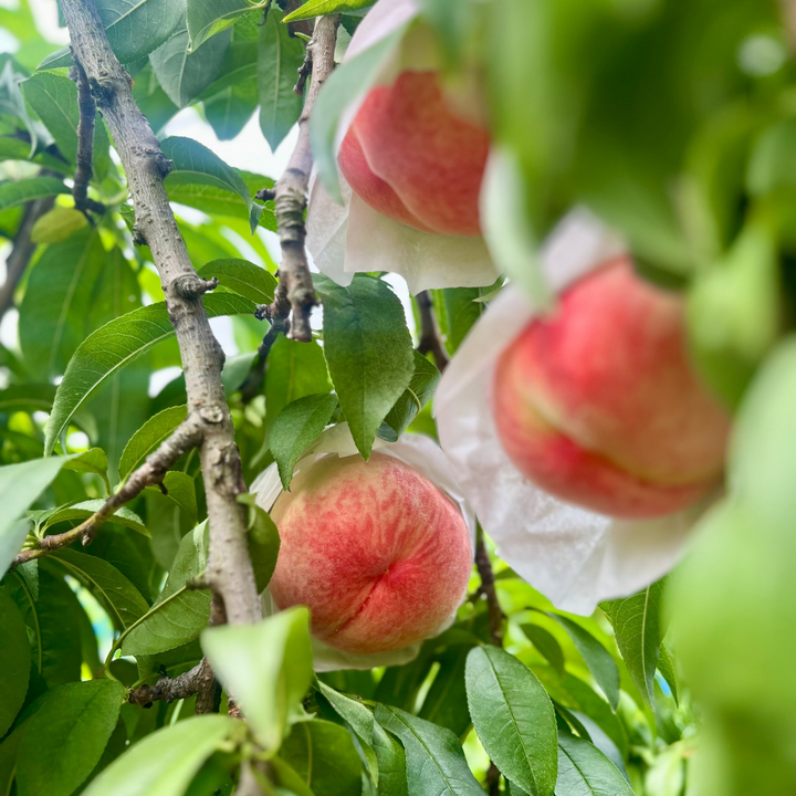 【PRE-ORDER】Shigeru Farm's Fresh Peach