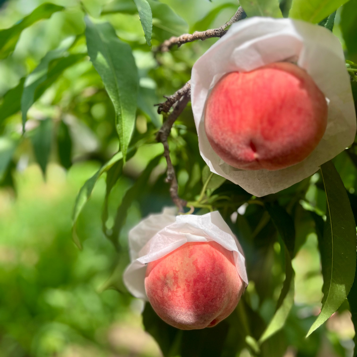 【PRE-ORDER】Shigeru Farm's Fresh Peach