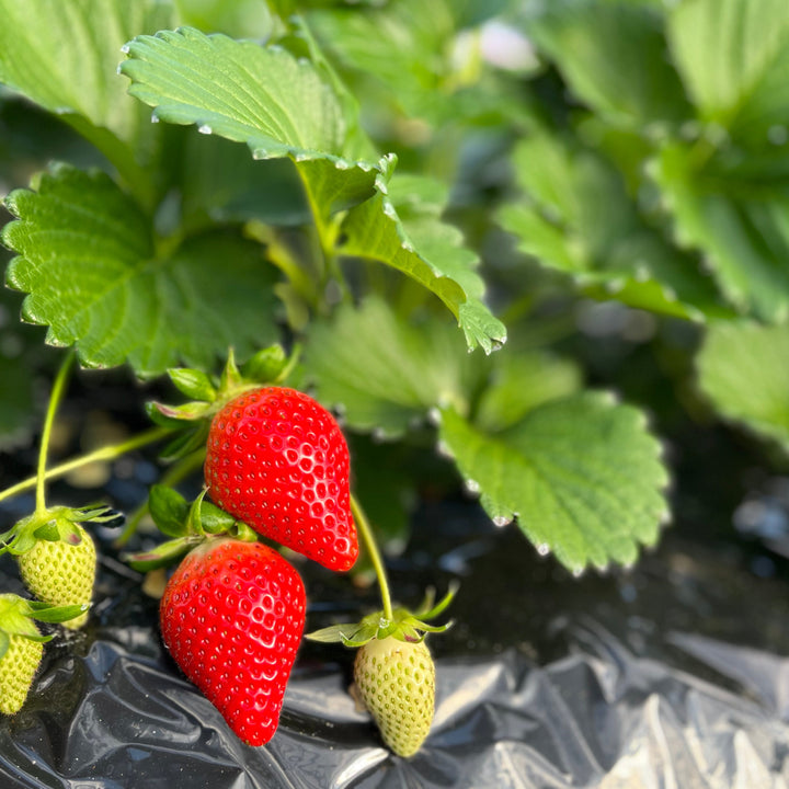 Shimizu Farm's Yayoihime Strawberry