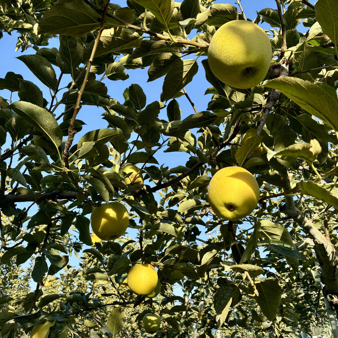 Mr. Shigeharu's Apple