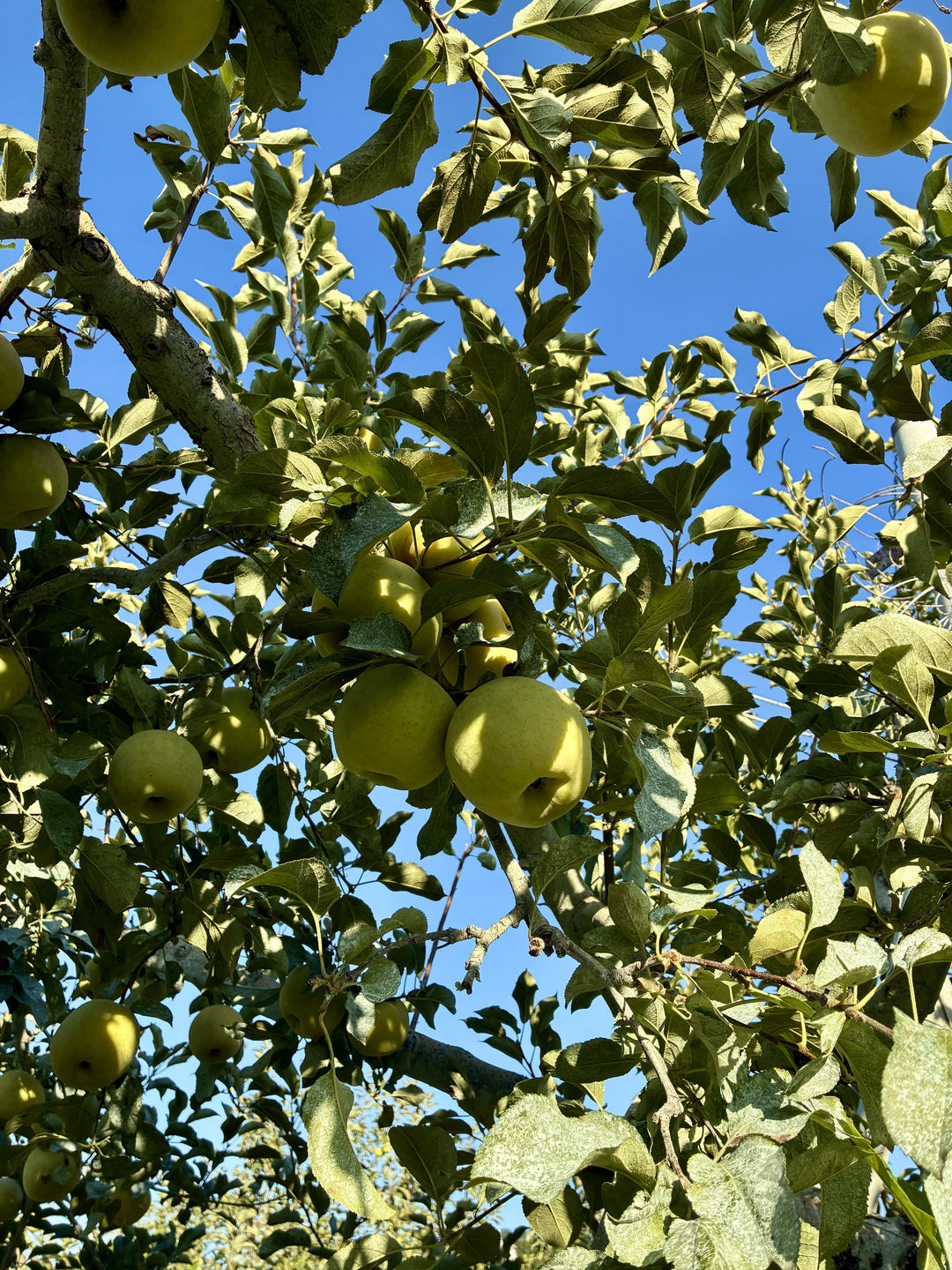 Mr. Shigeharu's Apple