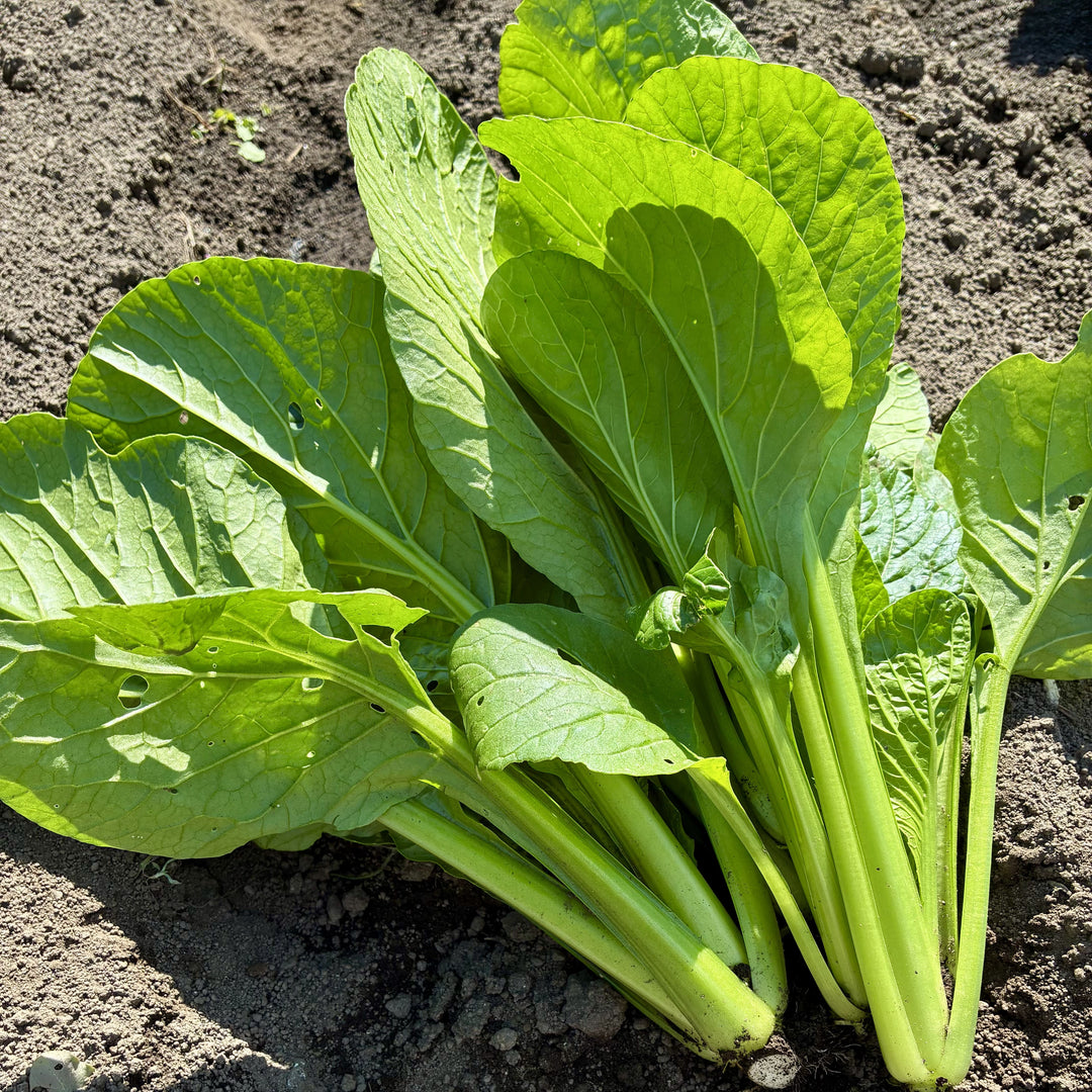 Jumonji Komatsuna Spinach 500g