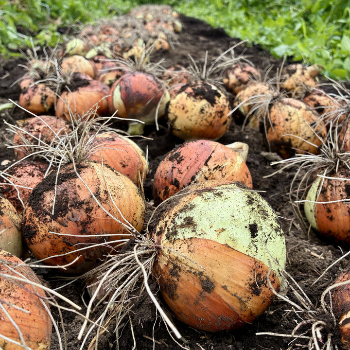 Jumonji Onion (1kg)