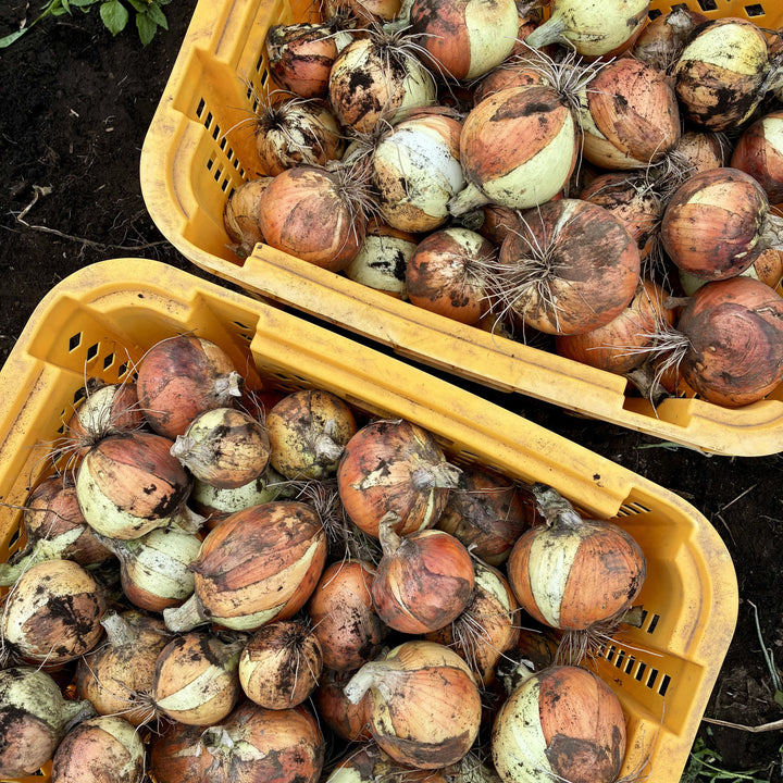 Jumonji Onion (1kg)