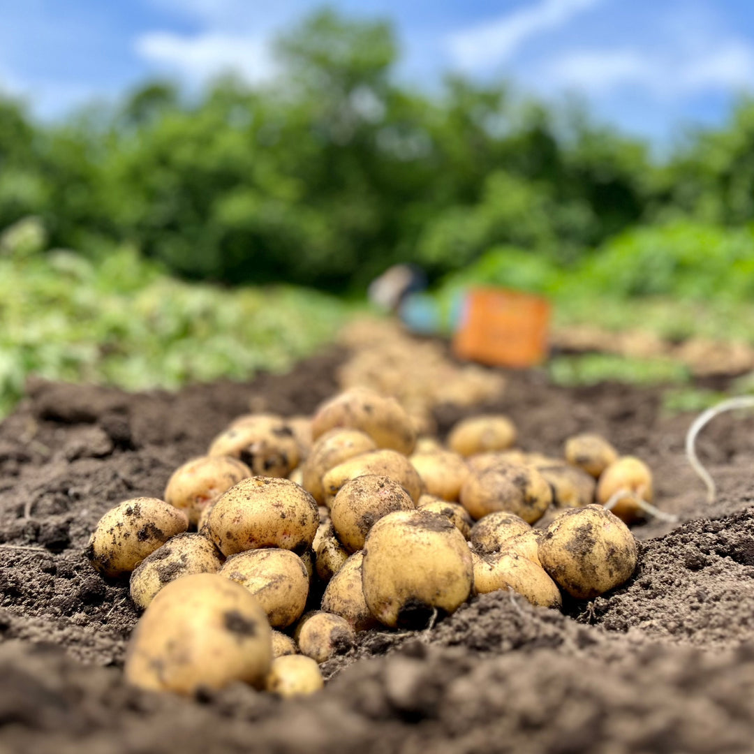 Kitaakari Potato じゃがいも (500g)