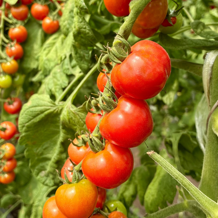 Puchi Puyo Mini Tomatoes