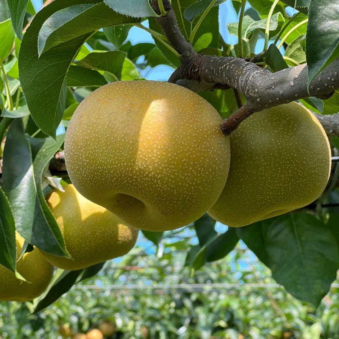 Hosui Pear 梨 (豊水)