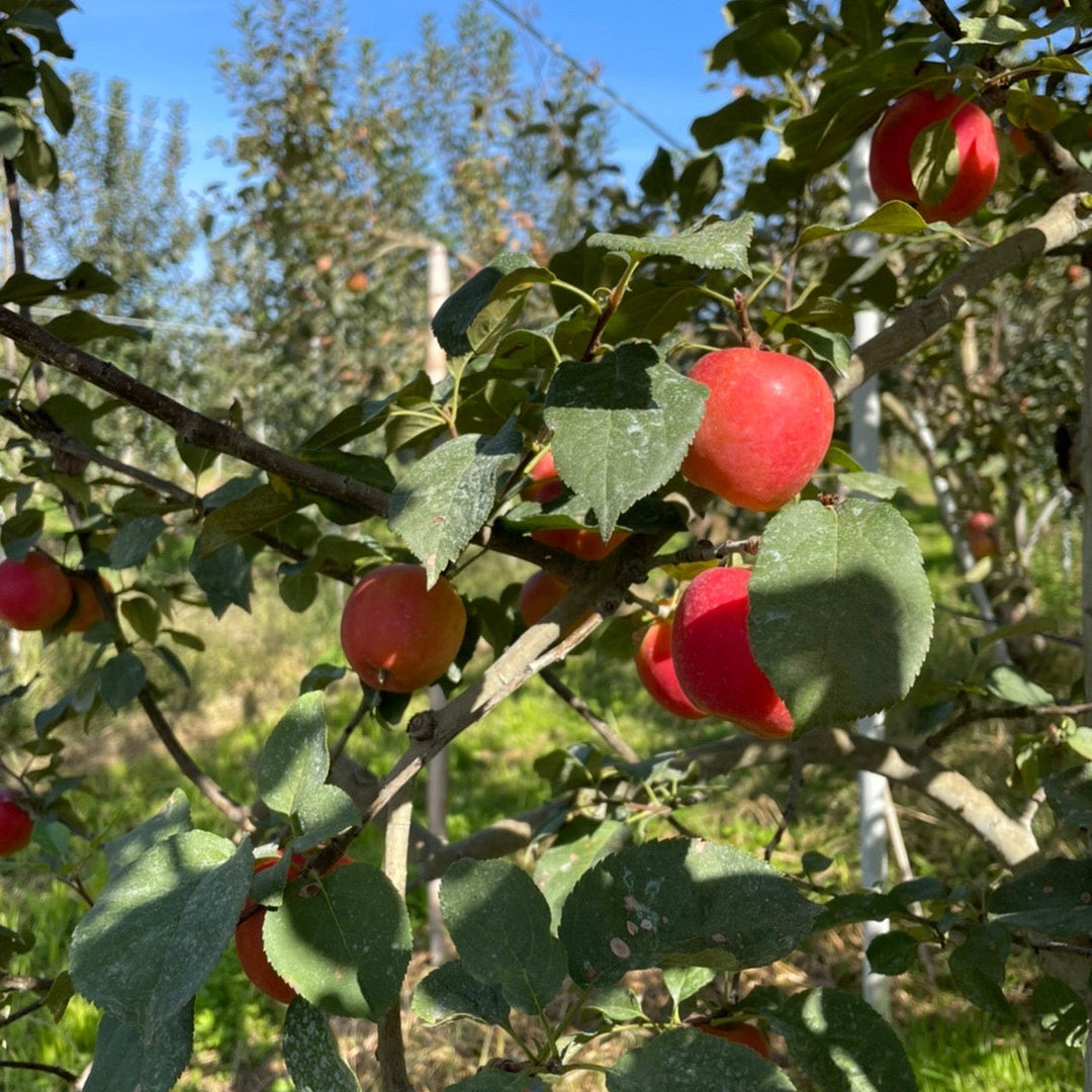 Mr. Shigeharu's Apple