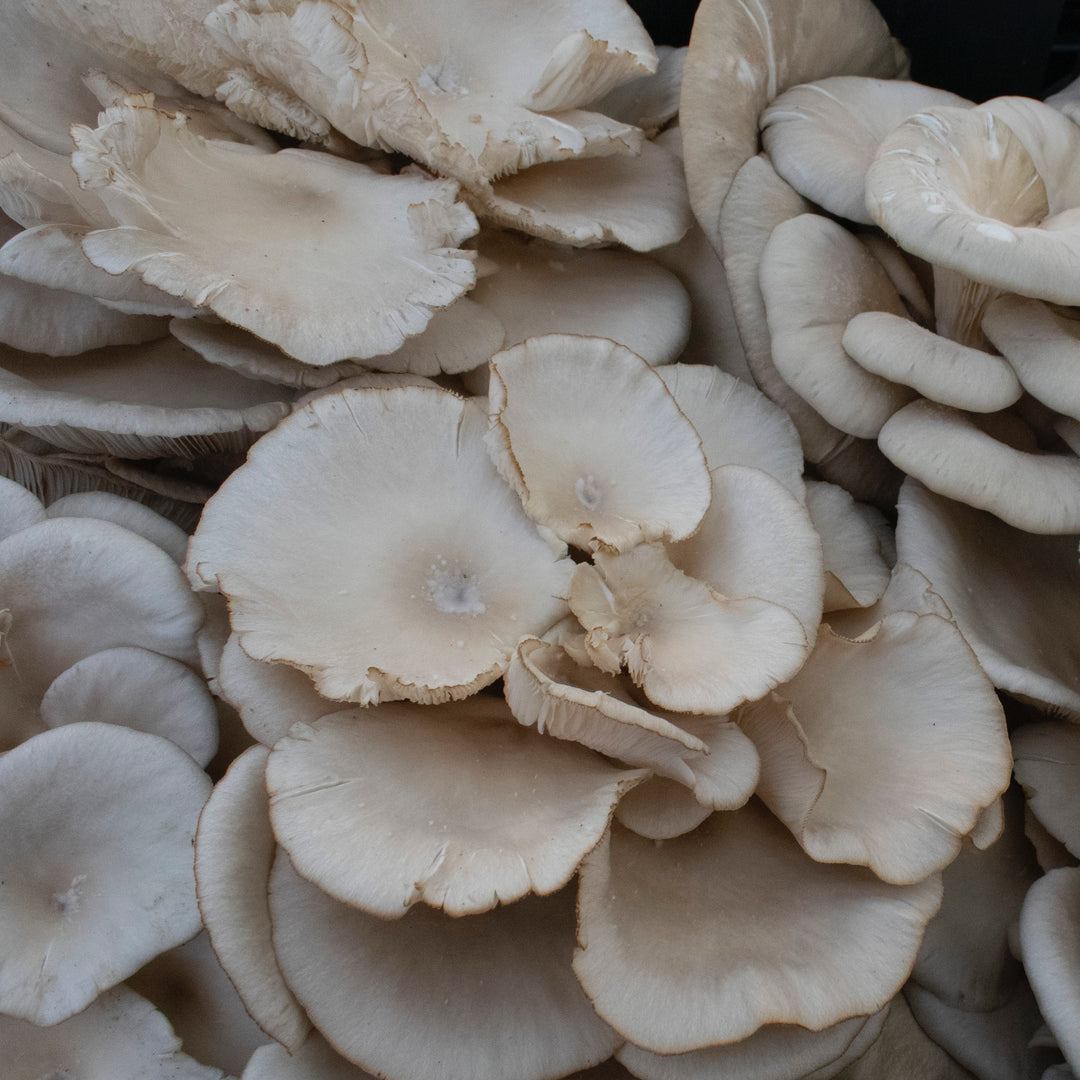 Oyster Mushroom ヒラタケ (1pack)