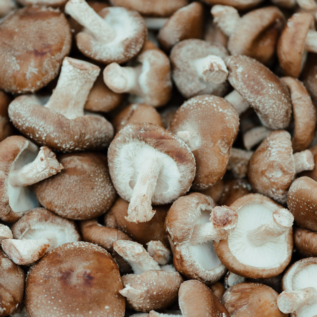 Shiitake Mushroom 椎茸 (1pack)