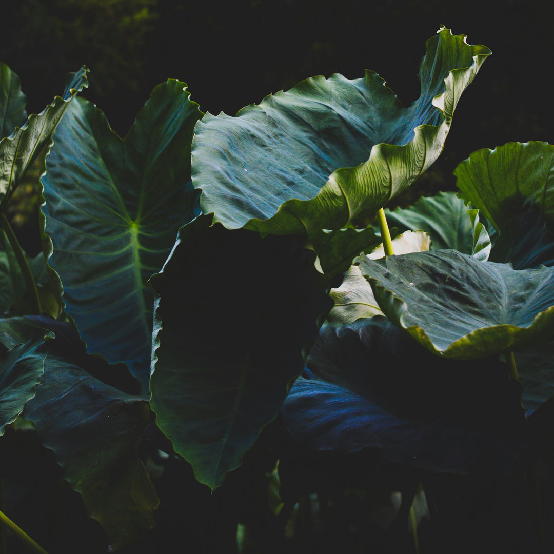 Jumonji Taro Potato 500g